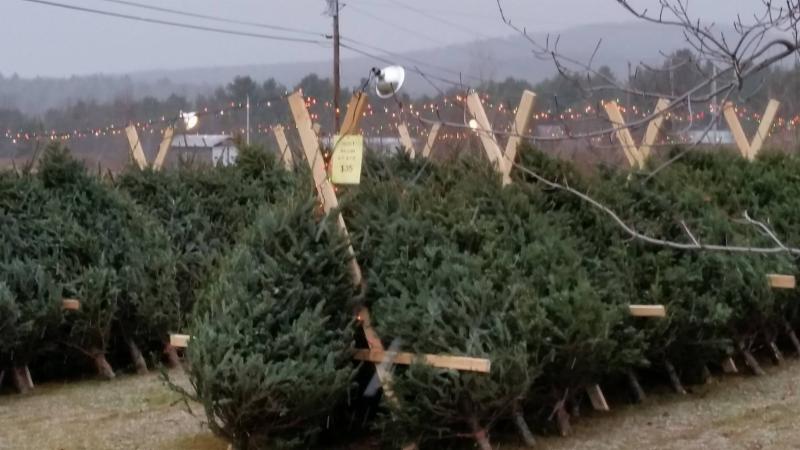 Vermont Christmas Trees