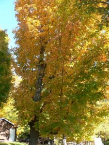 leaves changing color