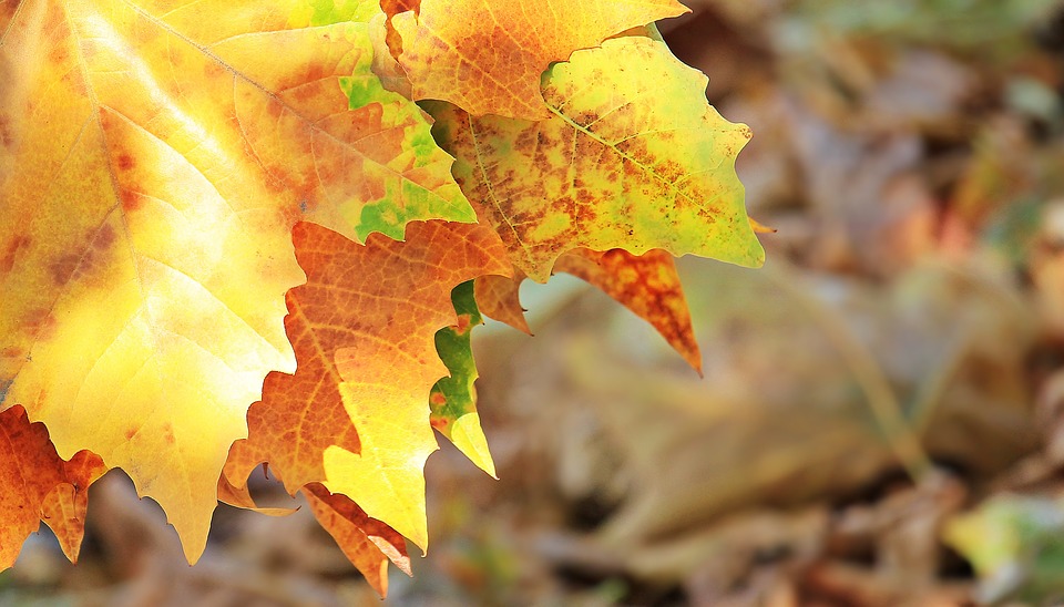 leaves changing color