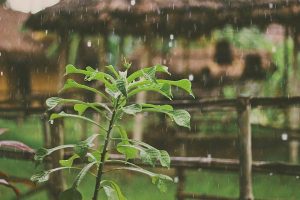 rain soaked plant